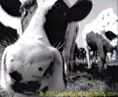 Click here to launch the advert in RealPlayer OR Right-click and select Save Target as... (to watch from your hard disk)